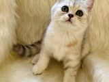 British Shorthair Sevimli Erkek Yavru