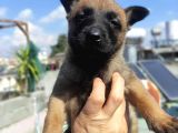 7 Kuşak Soy Orjinal Kan Hattı Malinoisler