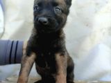 7 Kuşak Soy Orjinal Kan Hattı Malinoisler
