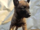 7 kuşak soy orjinal kan hattı malinoisler