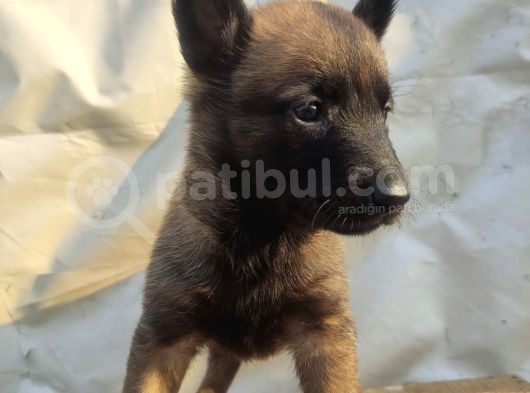 7 Kuşak Soy Orjinal Kan Hattı Malinoisler