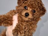 TOOY POODLE YAVRUMUZ 0 TEACUP 