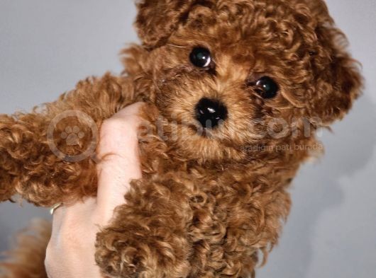 Tooy Poodle Yavrumuz 0 Teacup 
