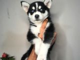 Safkan Husky Yavrularım