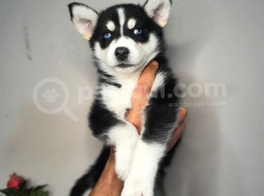 Safkan Husky Yavrularım görsel