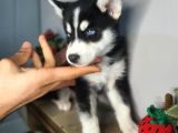 Safkan Husky Yavrularım