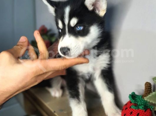 Safkan Husky Yavrularım görsel