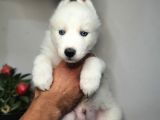 Safkan Husky Yavrularım