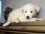 Safkan Husky Yavrularım