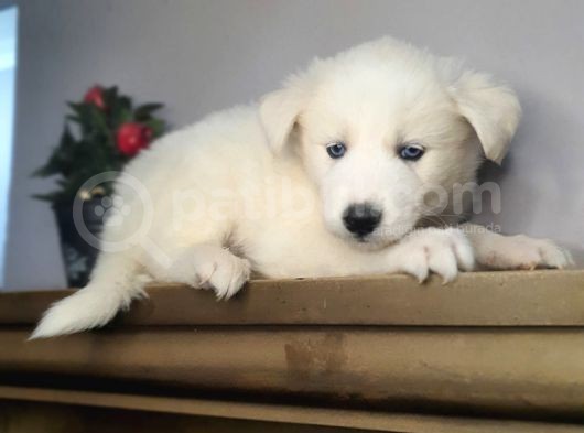 Safkan Husky Yavrularım görsel