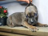 Özel Olmak Isteyene Formantino  Renk Cane Corsa