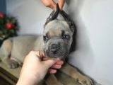 Özel Olmak Isteyene Formantino  Renk Cane Corsa