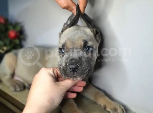 Özel Olmak Isteyene Formantino  Renk Cane Corsa görsel