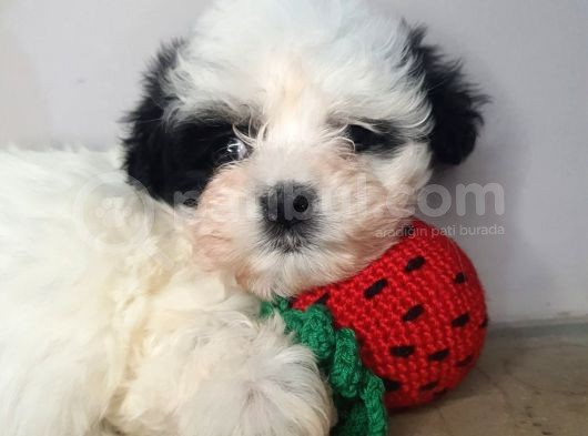 Teacup Bebek Surat Morkie Yavrular görsel