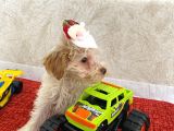 Tatlı Maltipoo Çocuklar