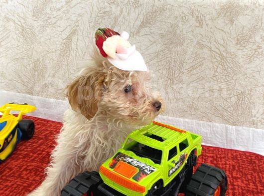 Tatlı Maltipoo Çocuklar görsel