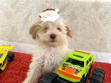 Tatlı Maltipoo Çocuklar