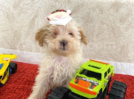 Tatlı Maltipoo Çocuklar