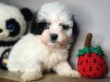 Teacup Bebek Surat Morkie Yavrular