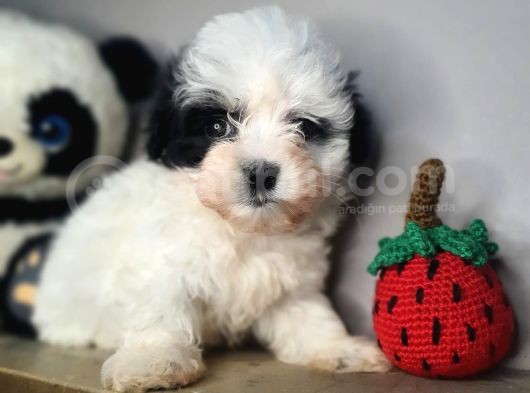 Teacup Bebek Surat Morkie Yavrular görsel
