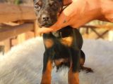 Safkan Europa Doberman Yavrular