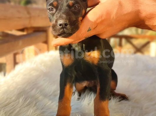 Safkan Europa Doberman Yavrular görsel