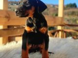 Safkan europa doberman yavrular
