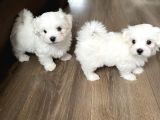 Orjinal bembeyaz maltese terrier