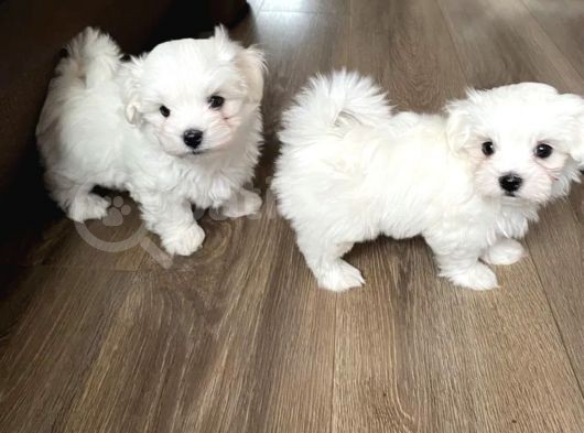 Orjinal Bembeyaz Maltese Terrier