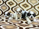 0 NUMARA MORKIE YAVRULAR -kredi kartı geçerlidir-