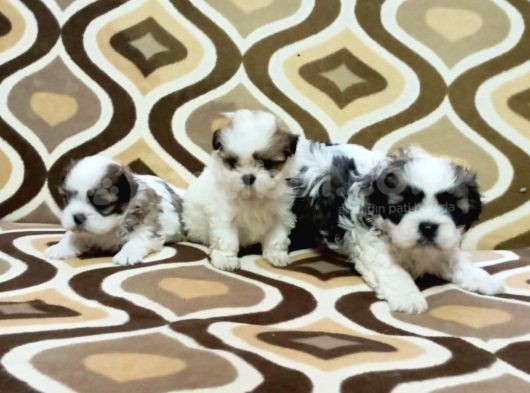 0 Numara Morkie Yavrular -Kredi Kartı Geçerlidir-