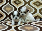 0 Numara Morkie Yavrular -Kredi Kartı Geçerlidir-