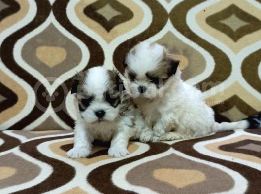 0 Numara Morkie Yavrular -Kredi Kartı Geçerlidir- görsel