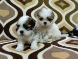 0 Numara Morkie Yavrular -Kredi Kartı Geçerlidir-