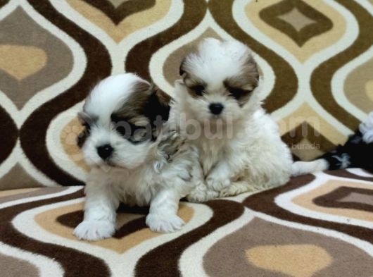 0 Numara Morkie Yavrular -Kredi Kartı Geçerlidir- görsel