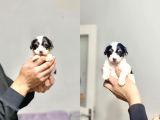 2 Aylik Morkie Yavrular