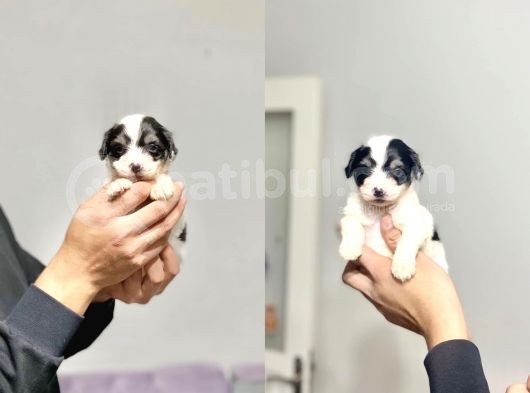 2 Aylik Morkie Yavrular görsel