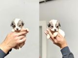 2 Aylik Morkie Yavrular