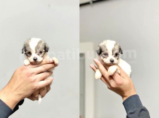 2 Aylik Morkie Yavrular görsel