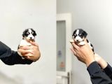 2 aylik morkie yavrular