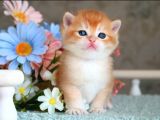 Show kalite british shorthair golden 