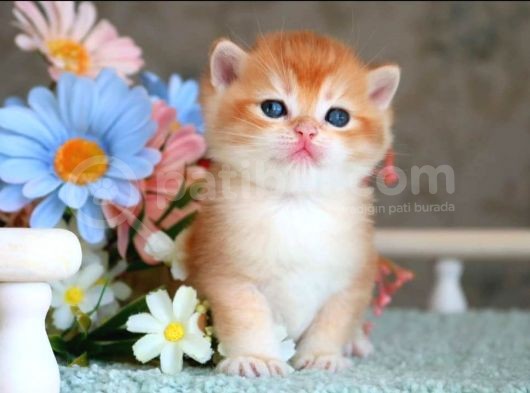 Show Kalite British Shorthair Golden 