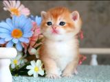 Show Kalite British Shorthair Golden 
