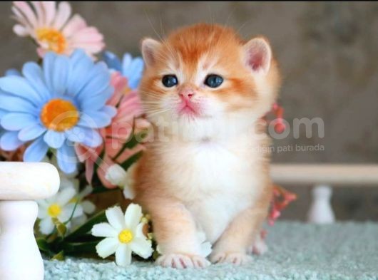 Show Kalite British Shorthair Golden  görsel