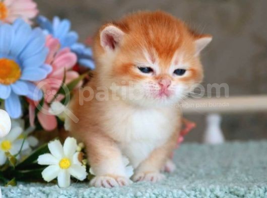 Show Kalite British Shorthair Golden  görsel