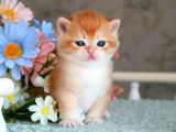 Show Kalite British Shorthair Golden 