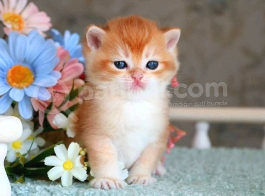 Show Kalite British Shorthair Golden  görsel