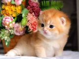 Mükemmel Kalite British Shorthair Golden Nyv12