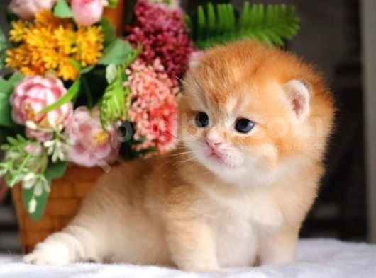 Mükemmel Kalite British Shorthair Golden Nyv12 görsel
