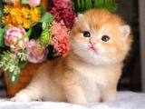 Mükemmel Kalite British Shorthair Golden Nyv12